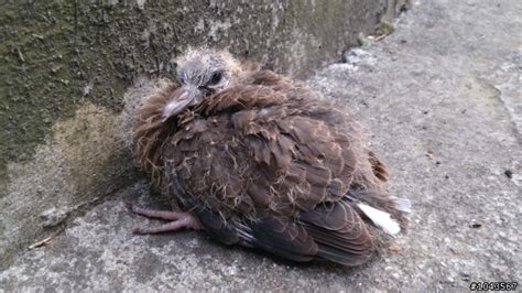 斑鳩幼鳥死亡|救救動物︳野生斑鳩幼鳥慘遭火機燒頭 眼腫臉上起大水泡極痛苦